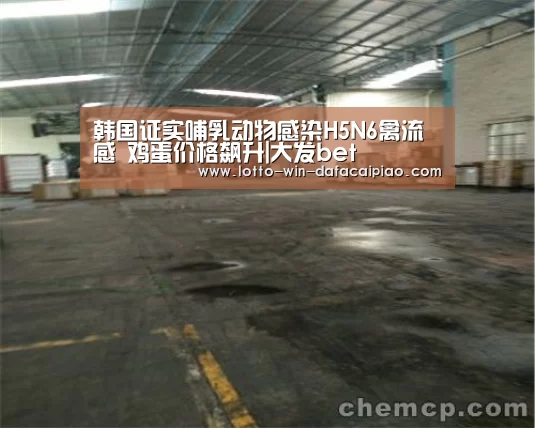 大发bet